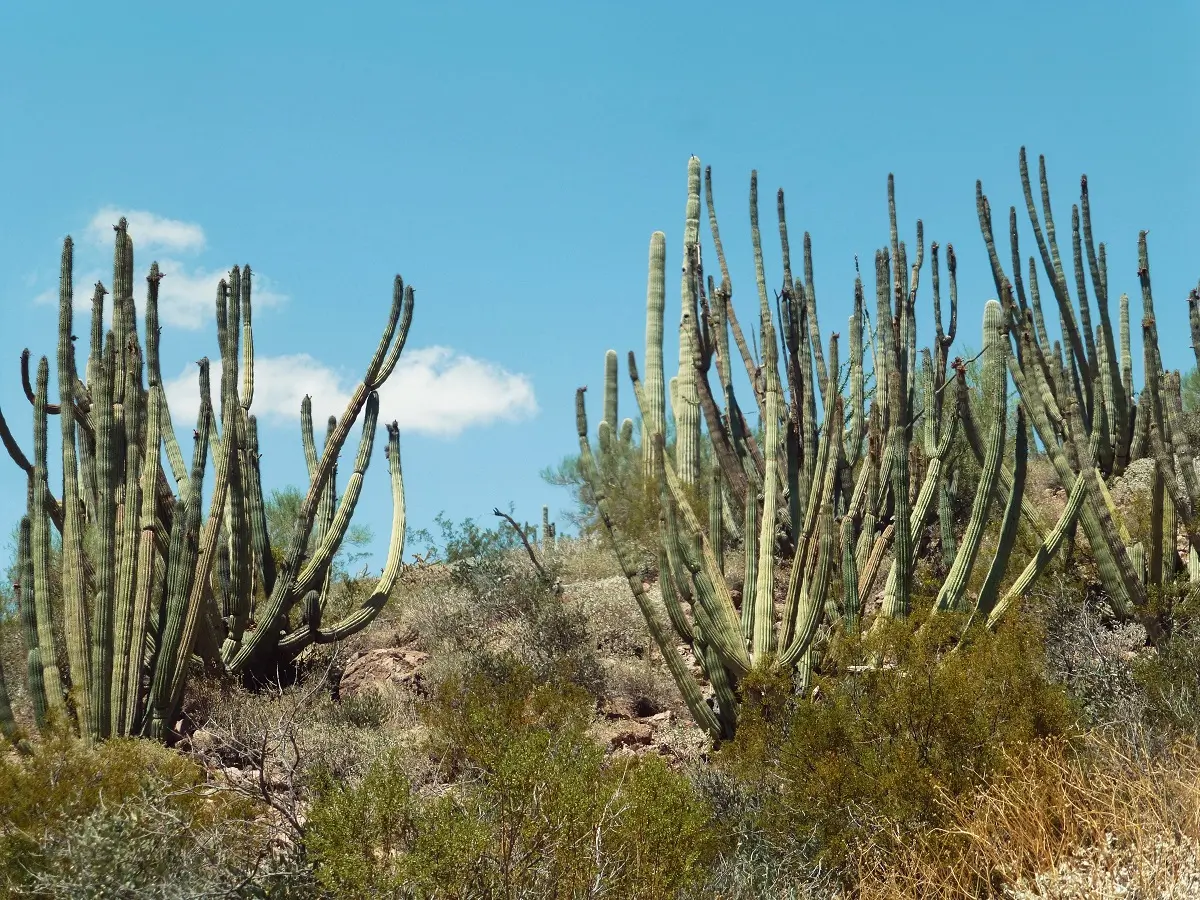 Two large cacti growing on the hills at Organ Pipe National Monument.