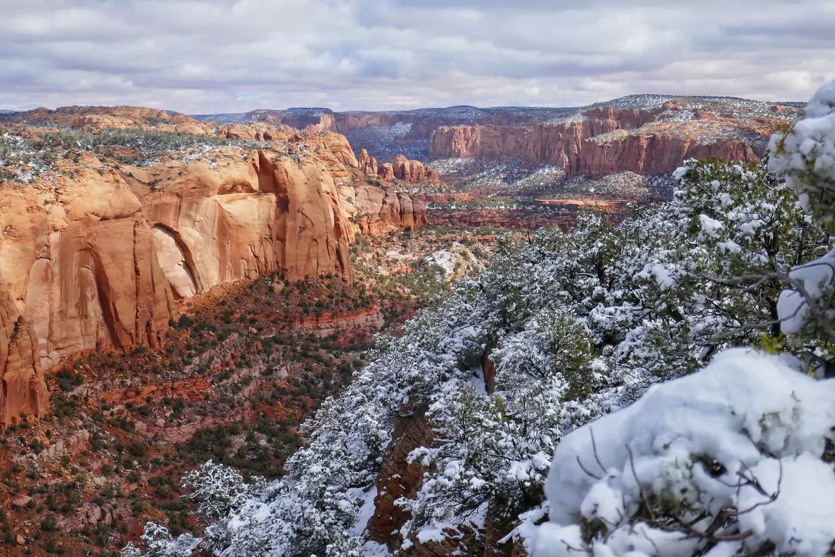 Snow on the tops of green trees in the woods at Navajo National Monument.