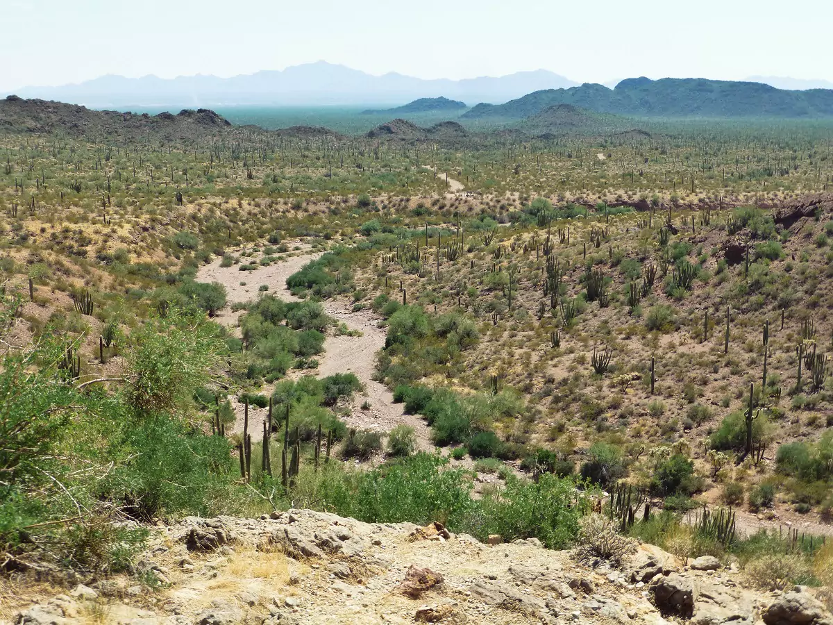 Views of a sea of green cacti in desert shrubland at Organ Pipe National Monument.
