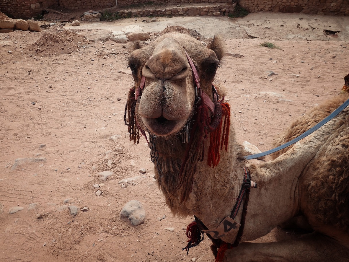 A camel in Petra