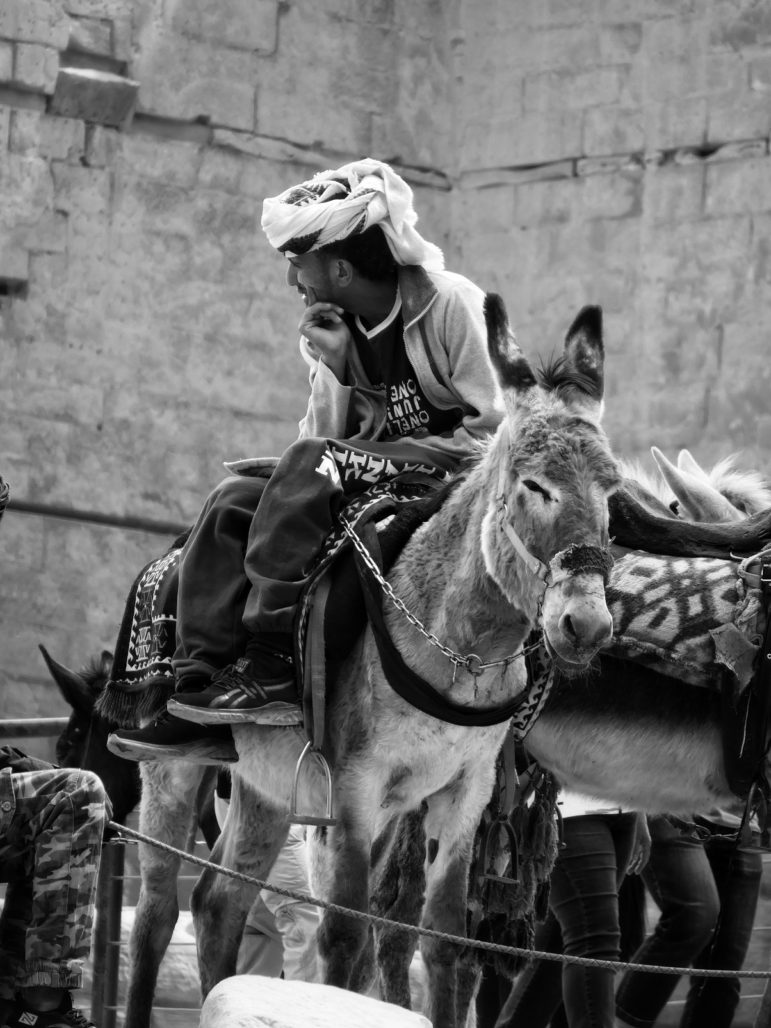 Donkey used for tours in Petra