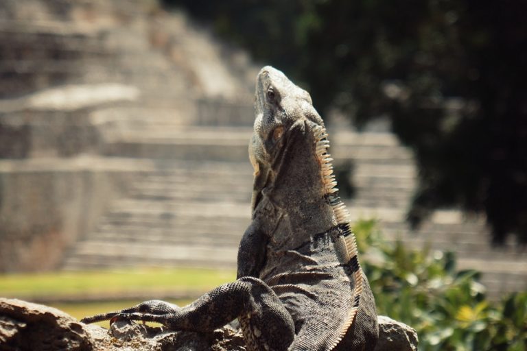 How to Visit the Edzná Mayan Ruins: a Complete Guide