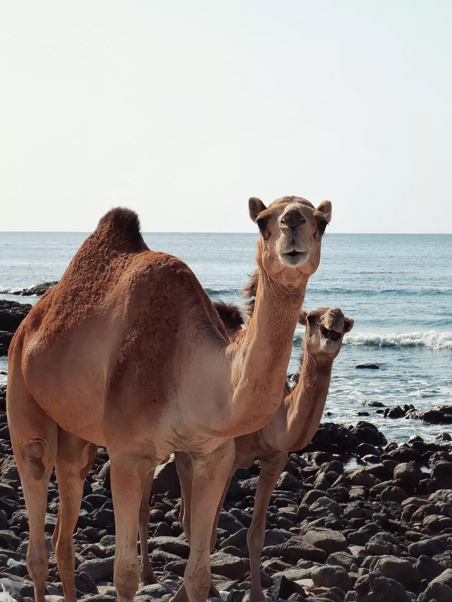 A duo of inquisitive camels near a rocky stretch of Fazayah Beach in Oman.