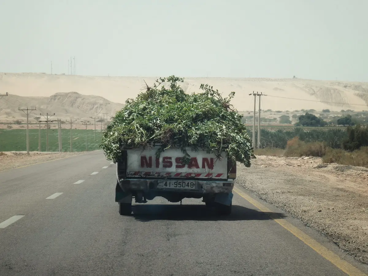 A truck carrying an abundant load of cut down tree.