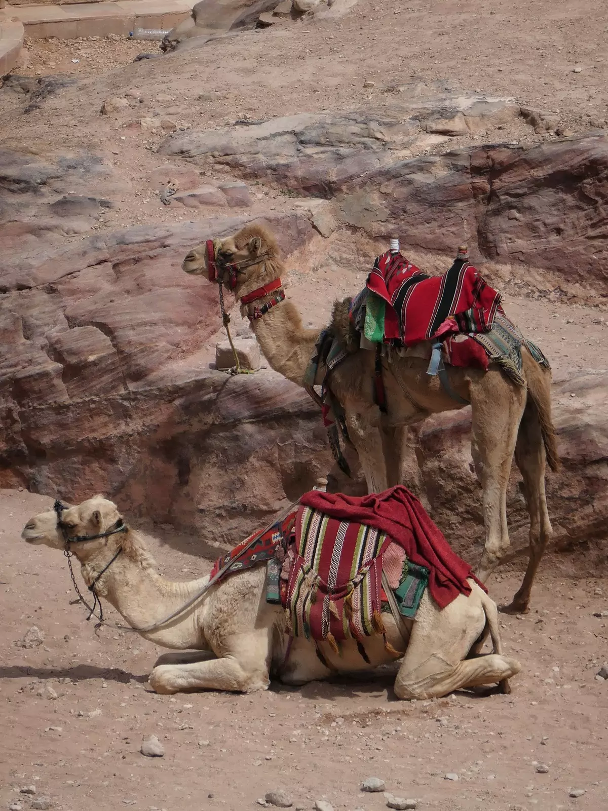 Two camels used to ferry tourists in Petra, wearing colourful coverings and harnesses.