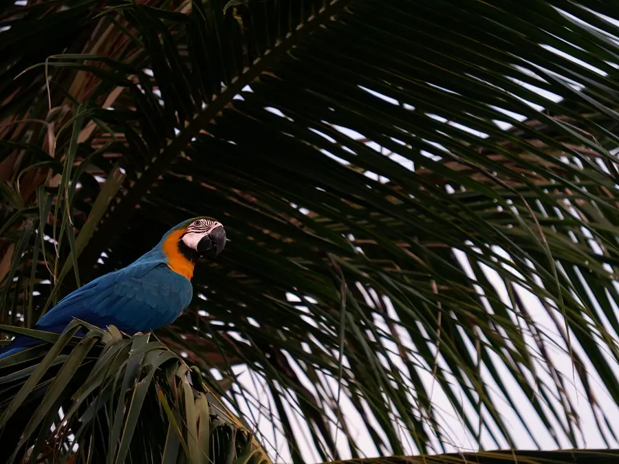 A blue and orange parrot in a palm tree on the island of Thulusdhoo.