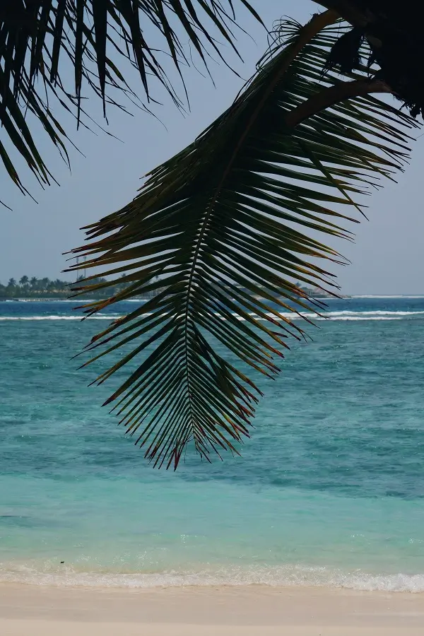 A large palm tree leaf hanging by Thulusdhoo's shoreline.
