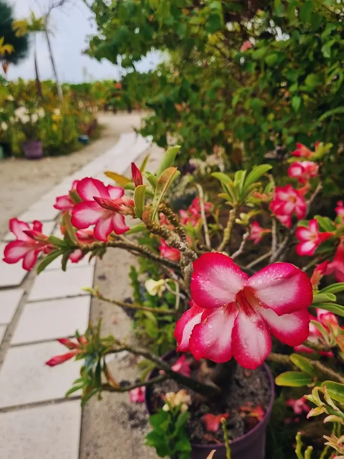 Pretty red and white flowers in a hotel garden on Thulusdhoo.