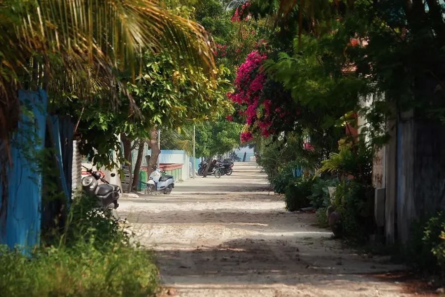 A street lined with trees and bushes in Thulusdhoo.