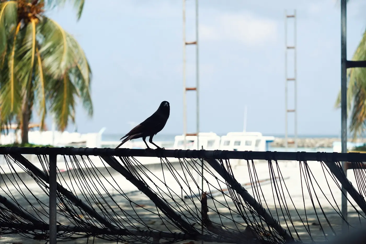 A bird sat atop a hammock style chair by the port at Ukulhas.