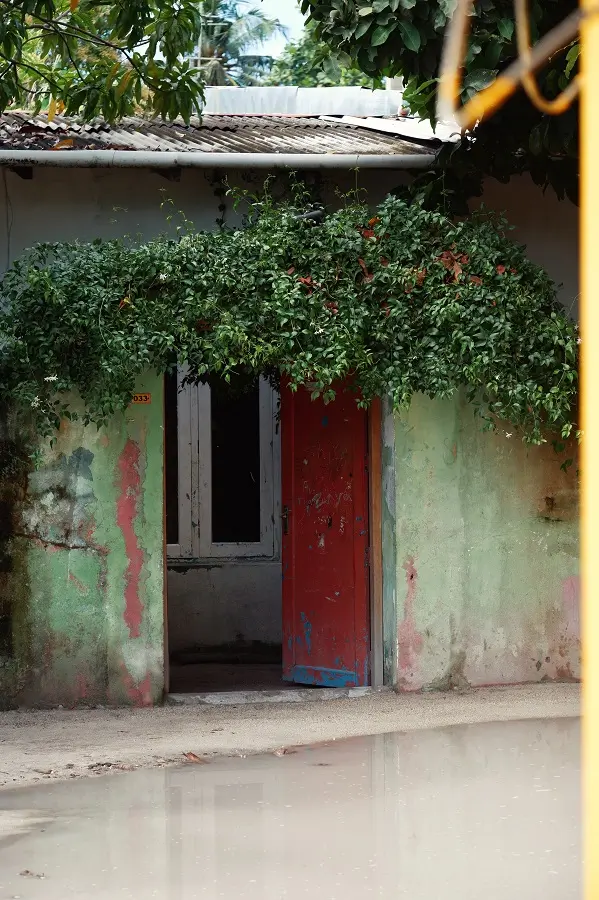 A red door to a home with a green bush growing over it.