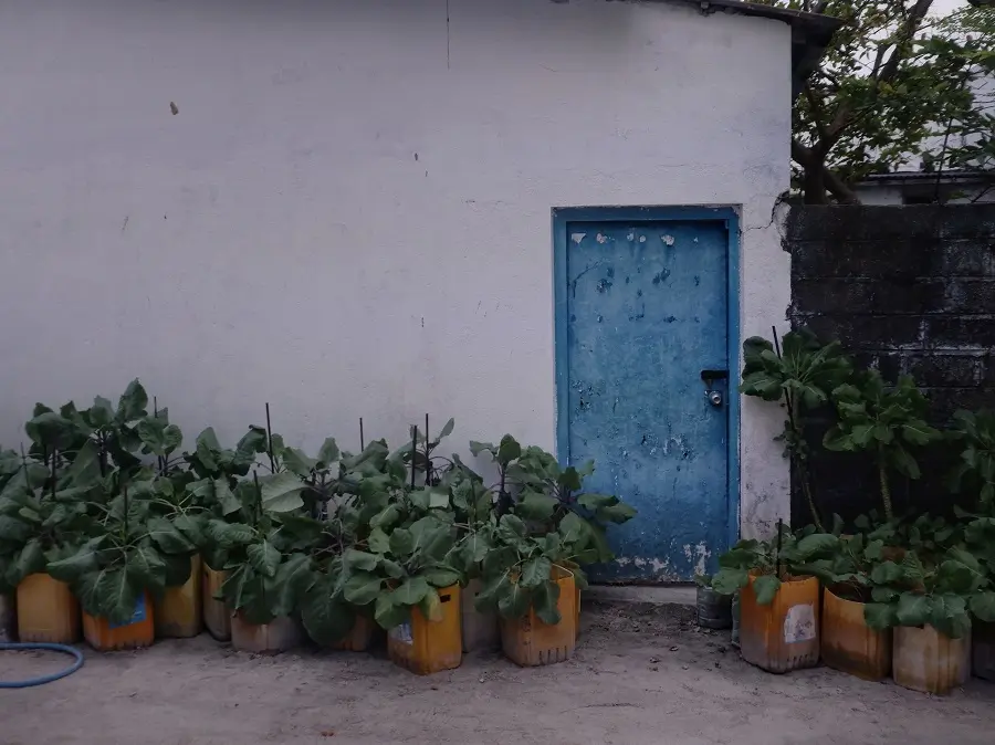 Dozens of plants growing in reused plastic containers outside a property on Maafushi in the Maldives.