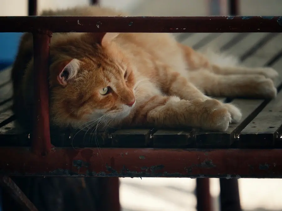 A cat laying on a wooden bench on the Maldives island of Maafushi.