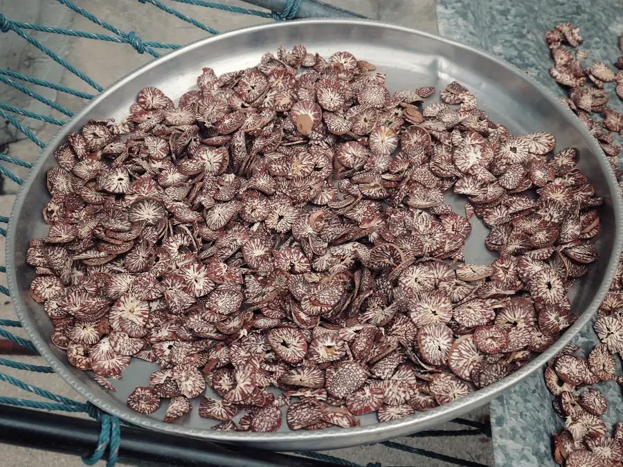 Sea cucumbers drying on a metal dish in the sun on Thulusdhoo.