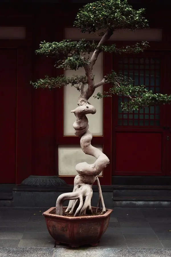 A tree growing in a planter in Singapore's Chinatown district.