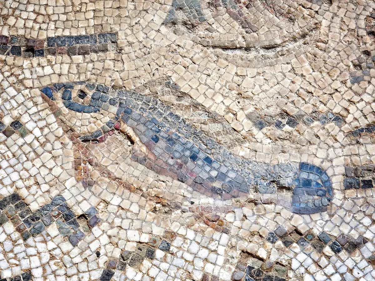 A mosaic of a blue fish in Utique, visited during a weekend in Tunis.