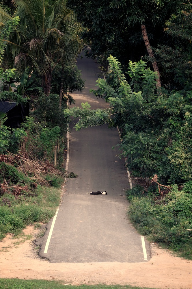 A black and white dog asleep at the end of a road in Pollonaruwa, Sri Lanka.