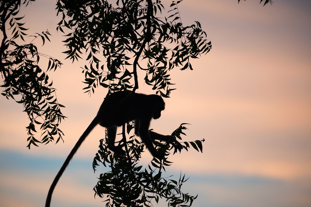 A monkey silhouette in a tree during a sunset in Sri Lanka.