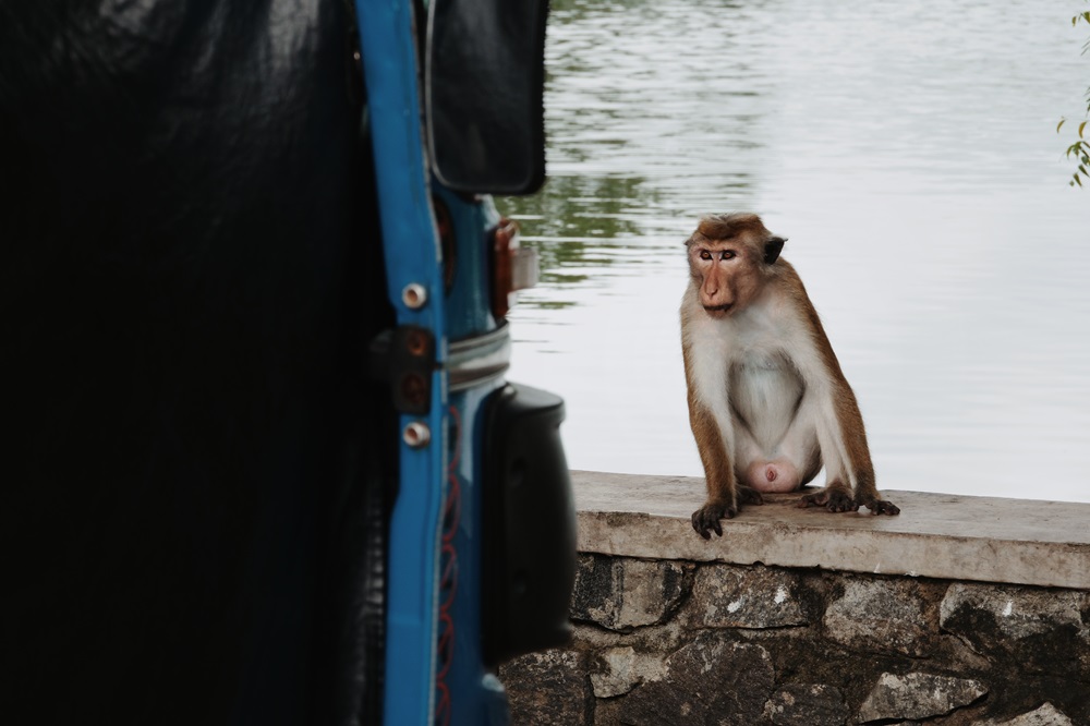 A monkey sat on a wall looking at a blue rental tuk tuk at Polonnaruwa, Sri Lanka.