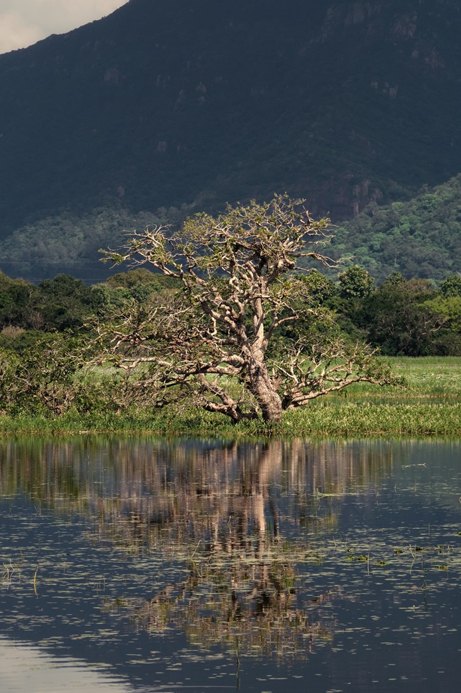A tree and mountain reflected in still waters by the side of the road during a Sri Lankan tuk tuk rental trip.