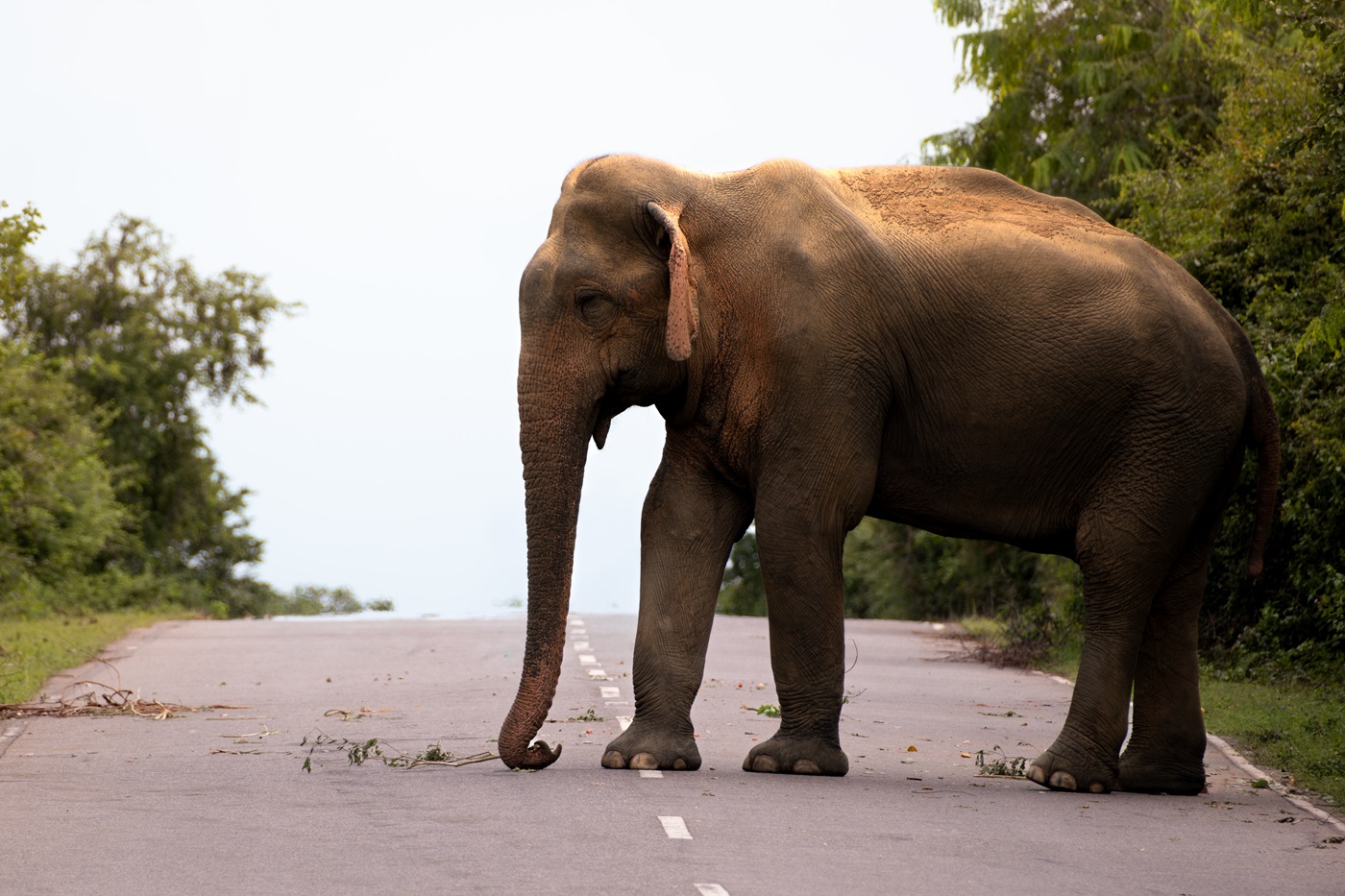 An elephant blocking the road with a twig clasped in its truck.