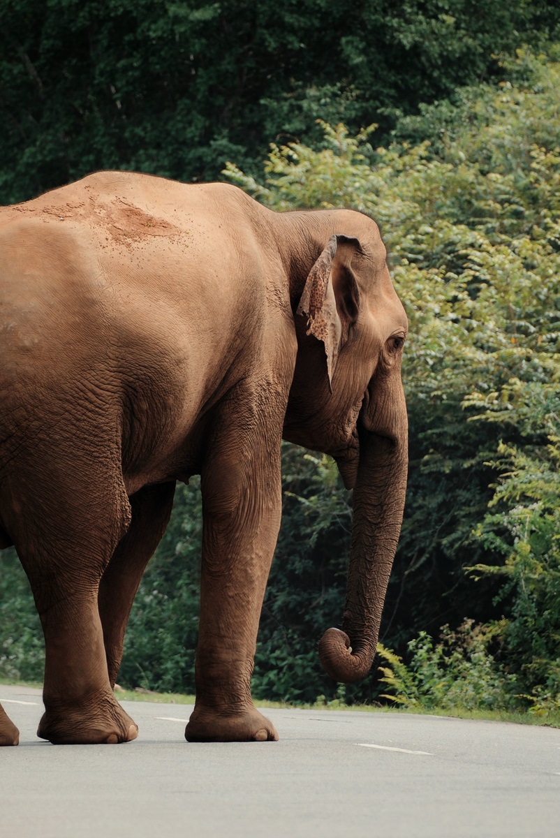 A Sri Lankan elephant waiting on the 'elephant road' in Sri Lanka near Yala National Park.