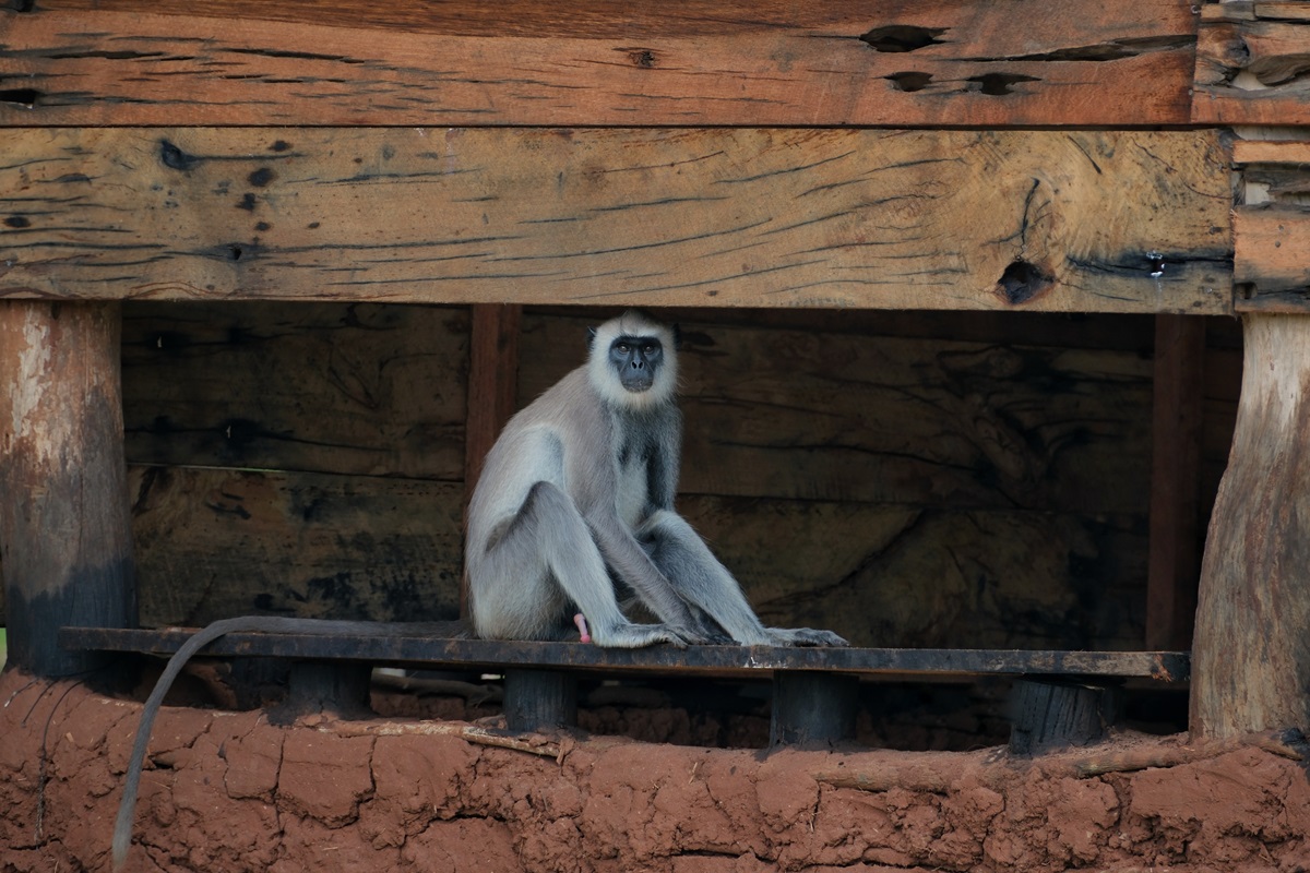 A Langur monkey sat outside the entrance to Yala National Park in Sri Lanka.