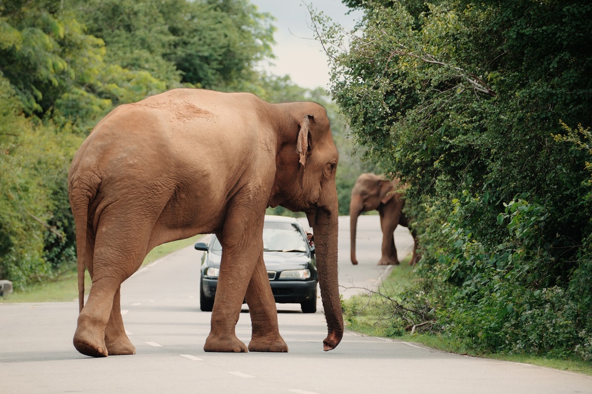 A Sri Lankan Elephant blocking the aptly named 'elephant road' in Sri Lanka.