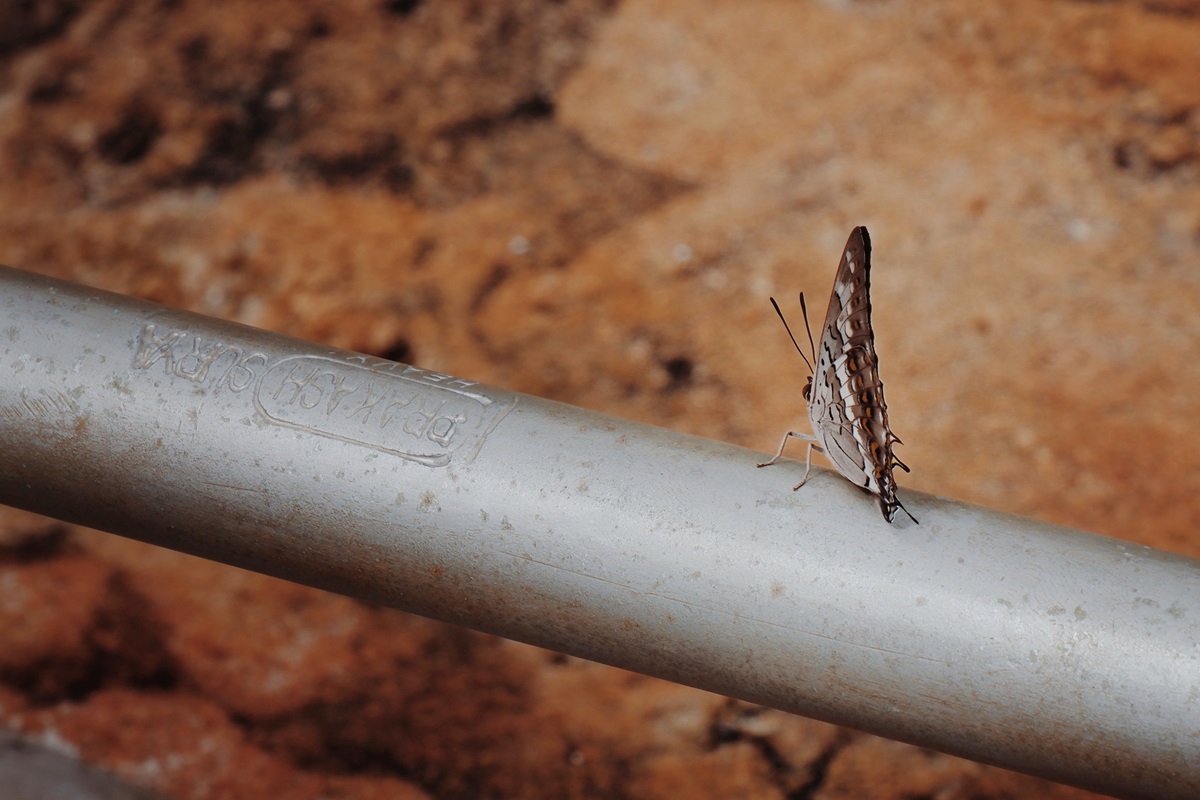 A butterfly warming itself on a hot hand rail at Mihintale Rock in Sri Lanka.