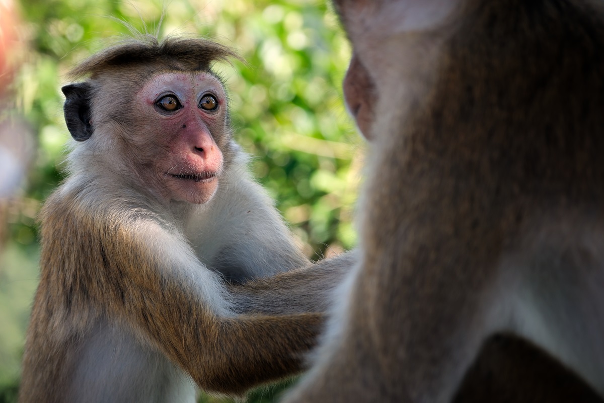 A monkey on the Pidurangala Rock hike in Sigiriya, Sri Lanka.