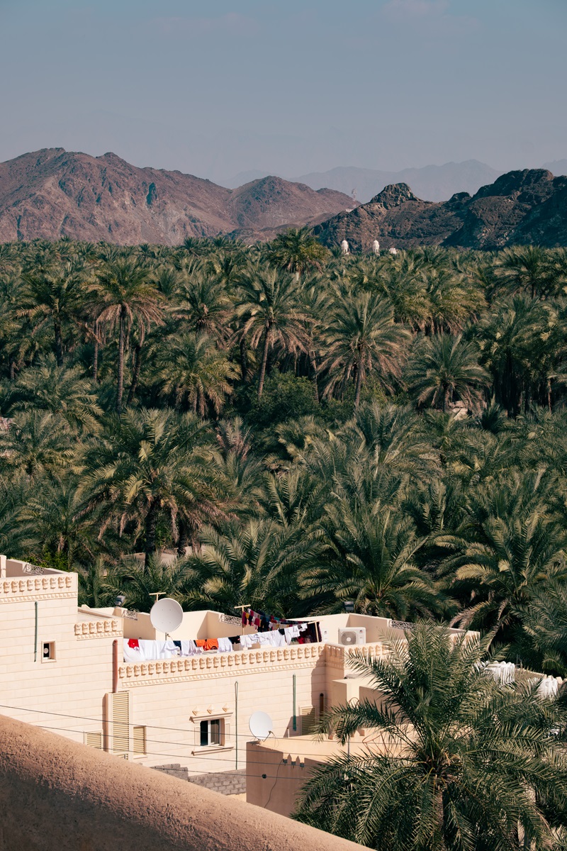 Palm tree views in the area surrounding Samail Castle, Oman.