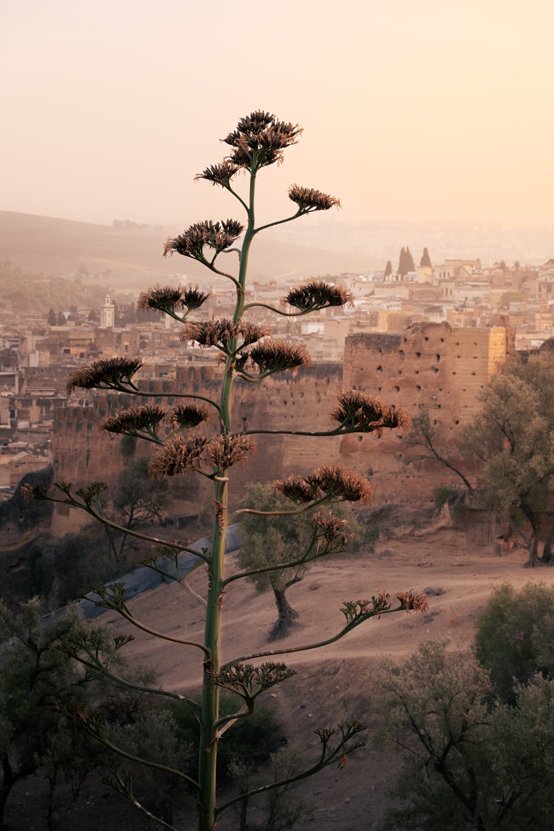 Views over the medina of Fes, one of the most beautiful cities in Morocco.