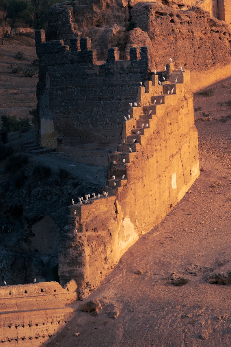 Seagulls lined along the ruins of the old walls at Fes in Morocco.