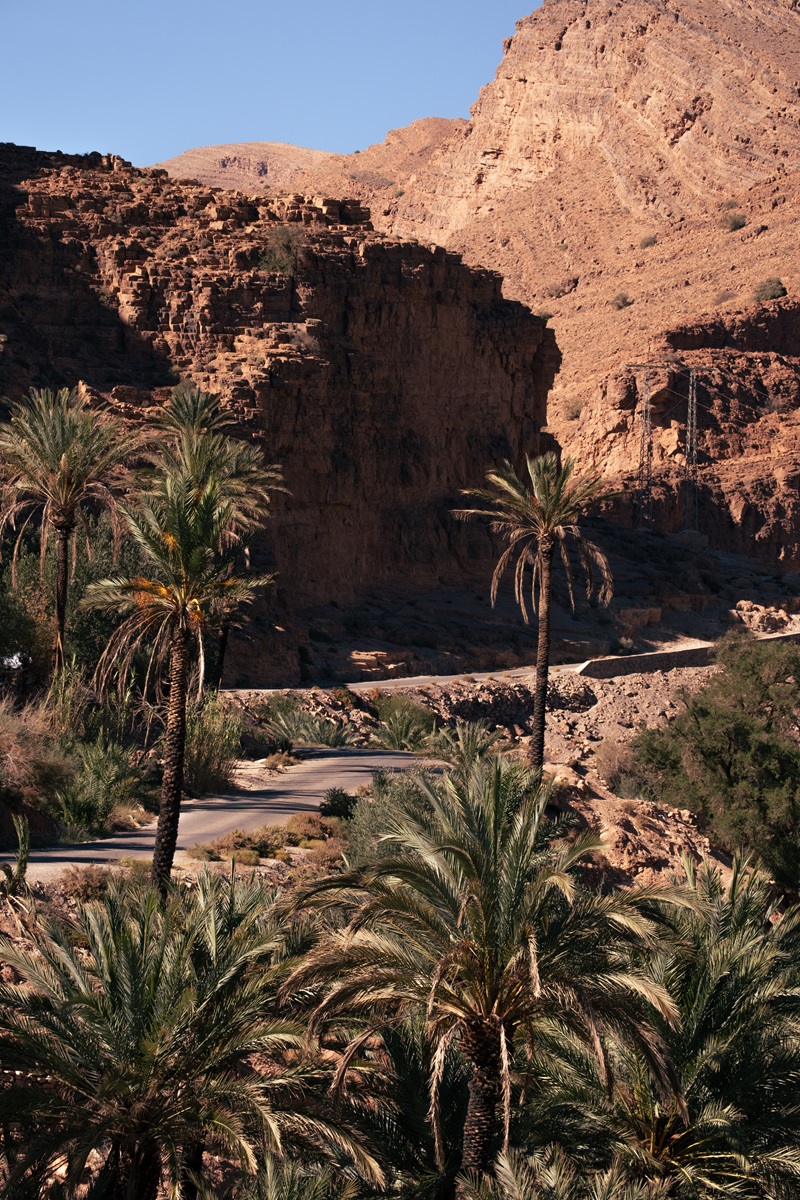 Palm trees lining the road running through a gorge near Tafraoute, Morocco.