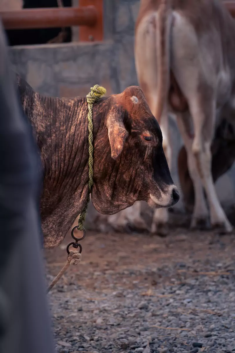 A forlorn looking cow waiting to be sold at the livestock market in Nizwa, south of Muscat.