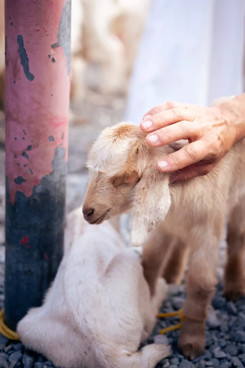 A cute baby goat being petted at the Nizwa goat market, south of Muscat.