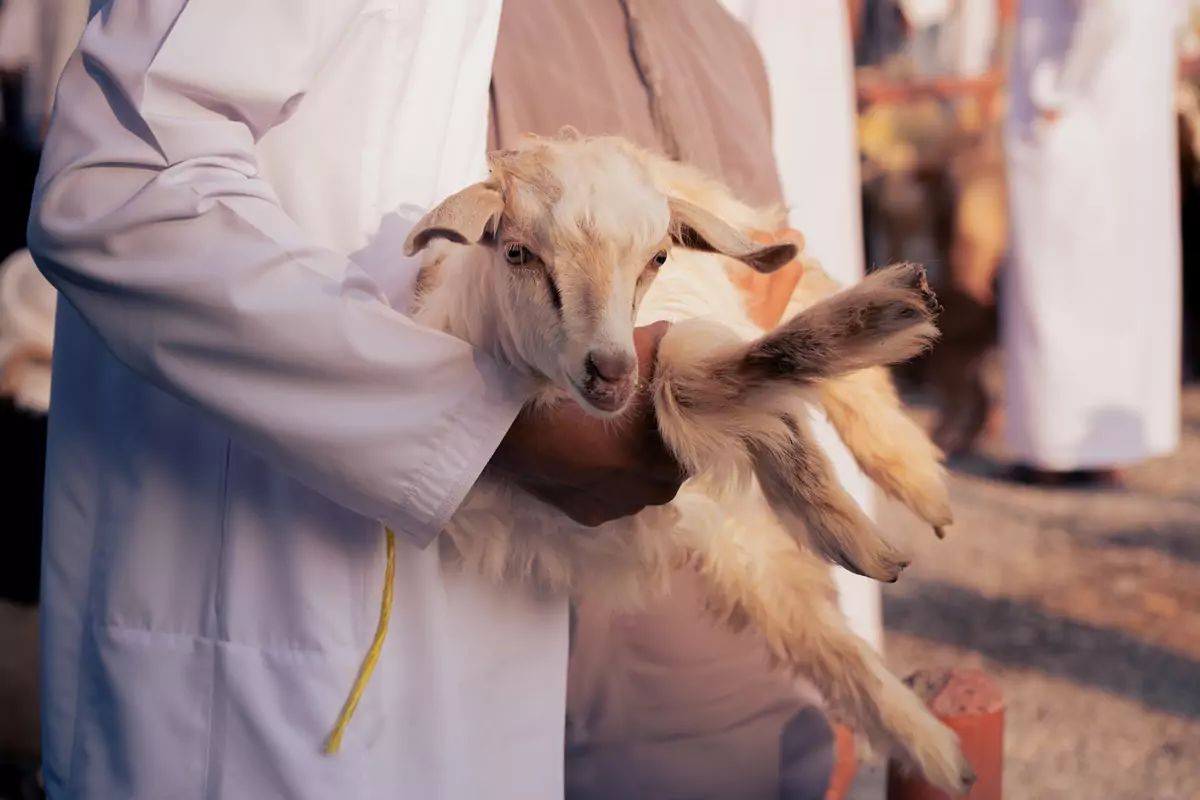 A recently purchased goat in its owner's arms, at the goat market in Nizwa.