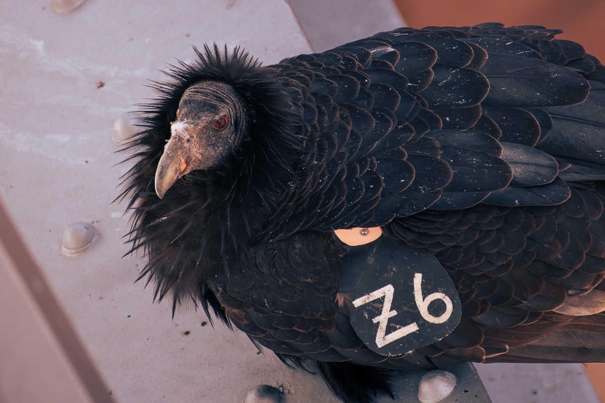 A young California Condor beneath the Historic Navajo Bridge near Page, Arizona.