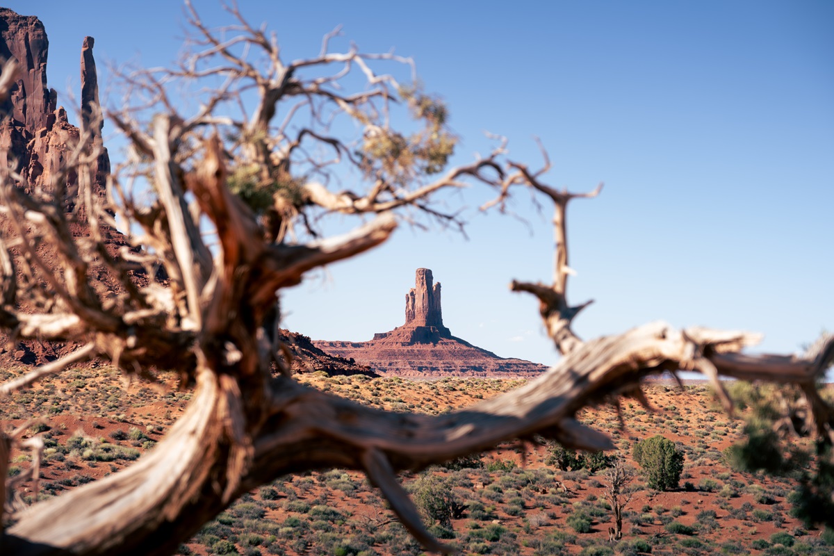 A butte in the background framed by a gap in sparse foliage, in the orange-red desert of Monument Valley.