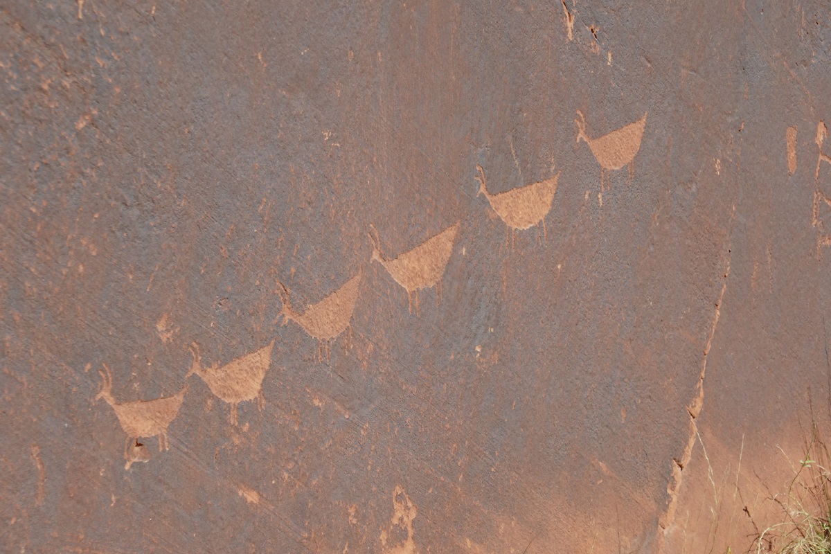 Petroglyphs of animals found on the cliff walls whilst kayaking Horseshoe Bend.