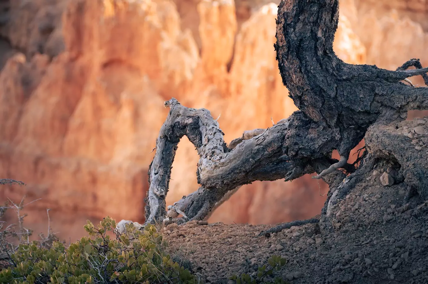 The gnarled roots of an exposed tree at Bryce canyon with orange sandstone walls behind.