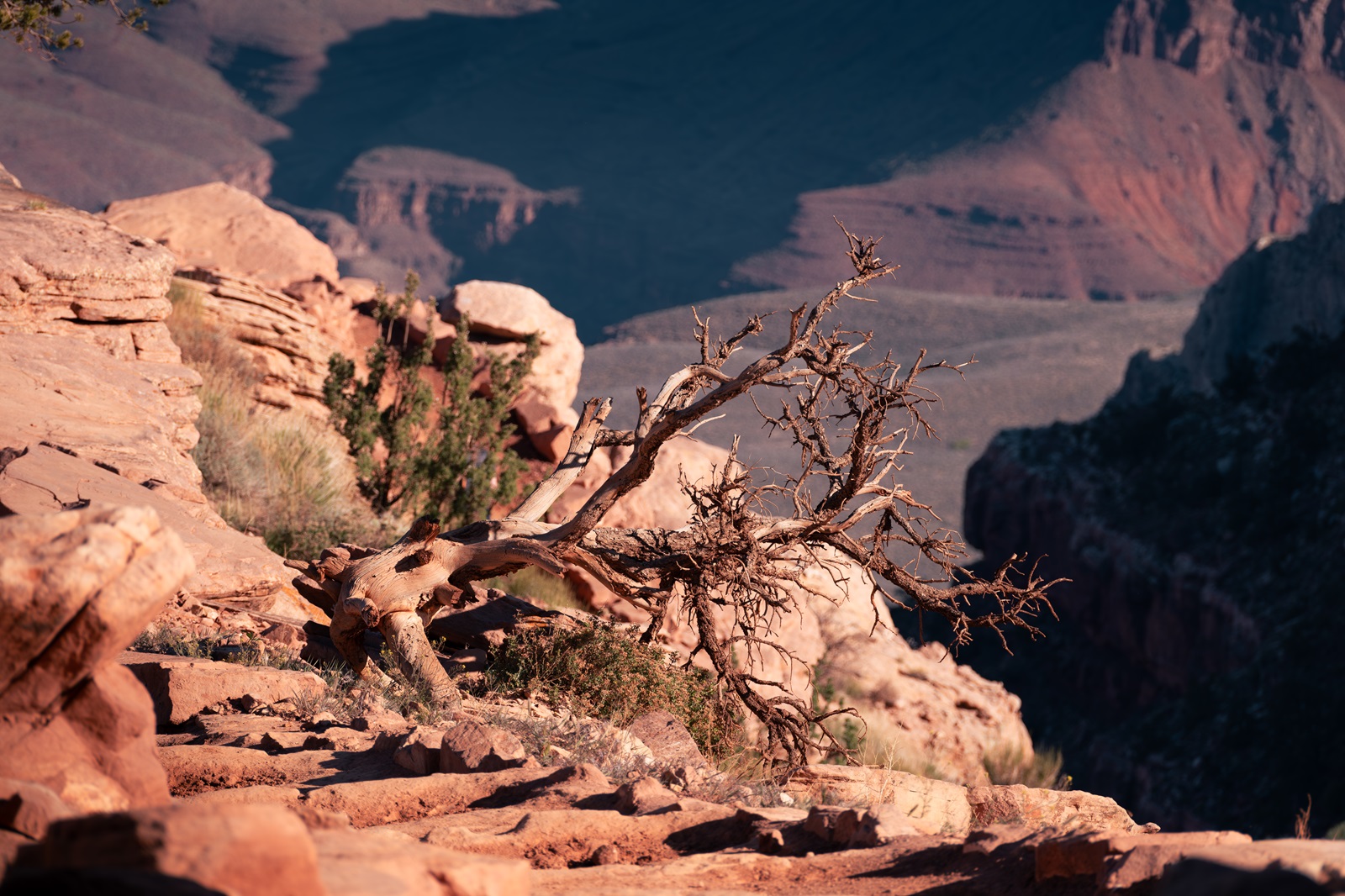 A gnarled, leafless tree laying on rocky terrain with a backdrop of rugged canyon landscape under soft sunlight.