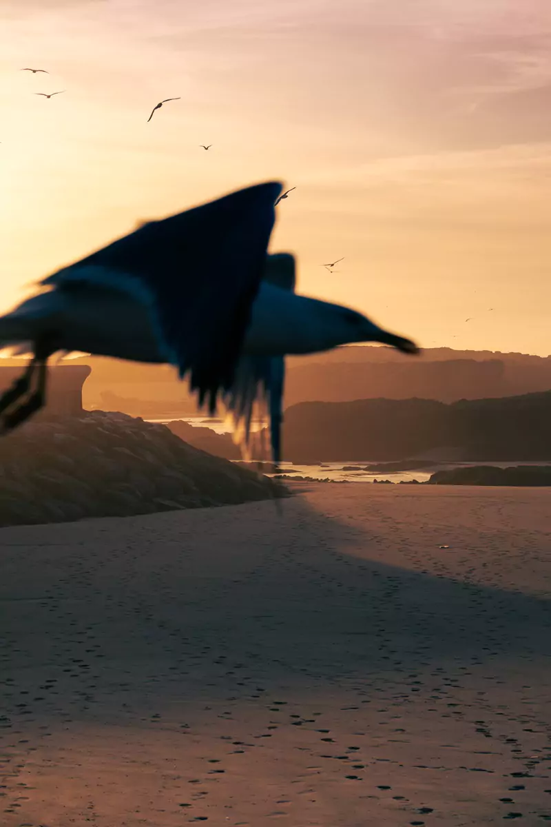 A glowing beach at sunset in Essaouira with a photobombing seagull as the main feature.