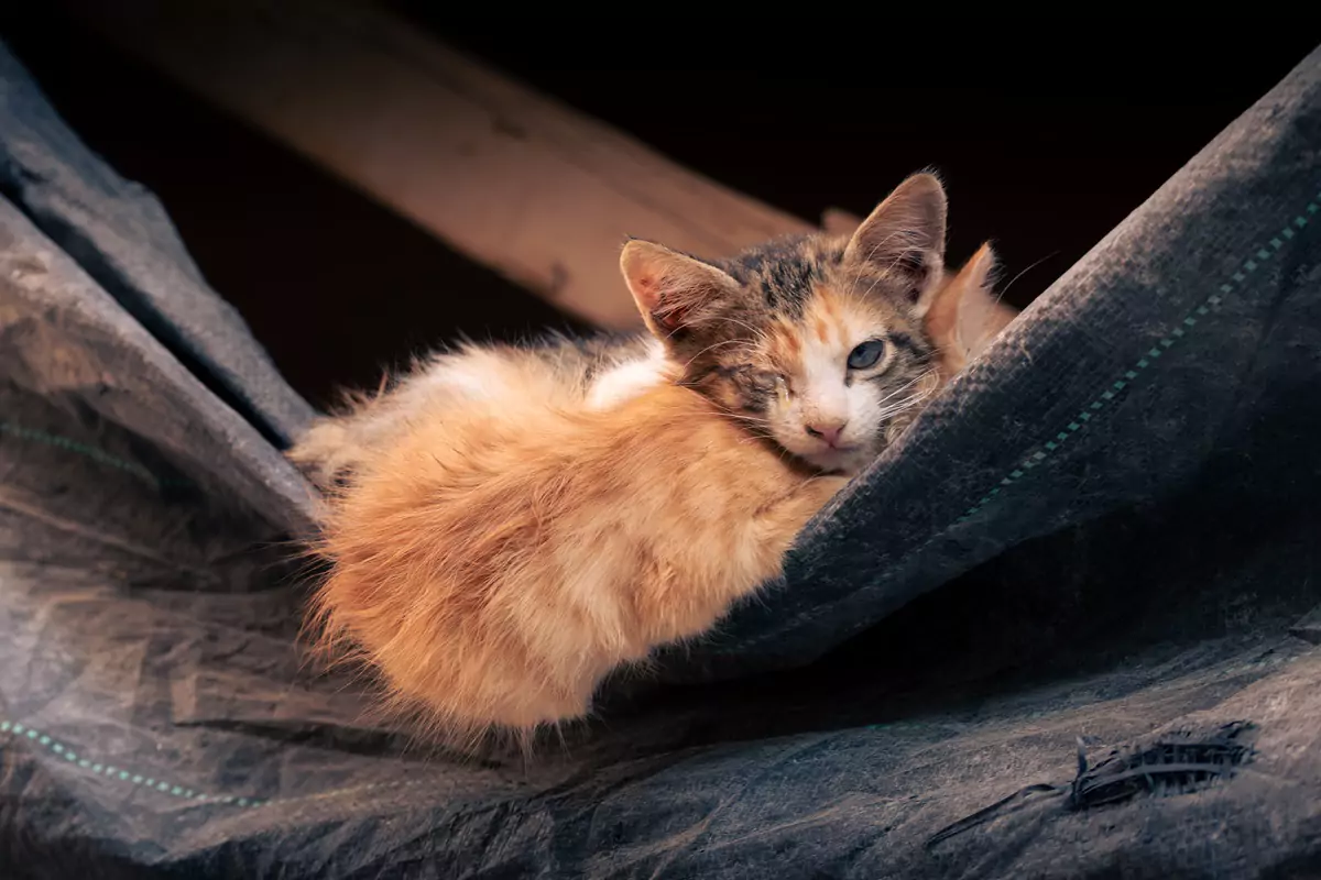 An orange and white furred kitten with one eye sat on tarpaulin in the medina of Meknes.