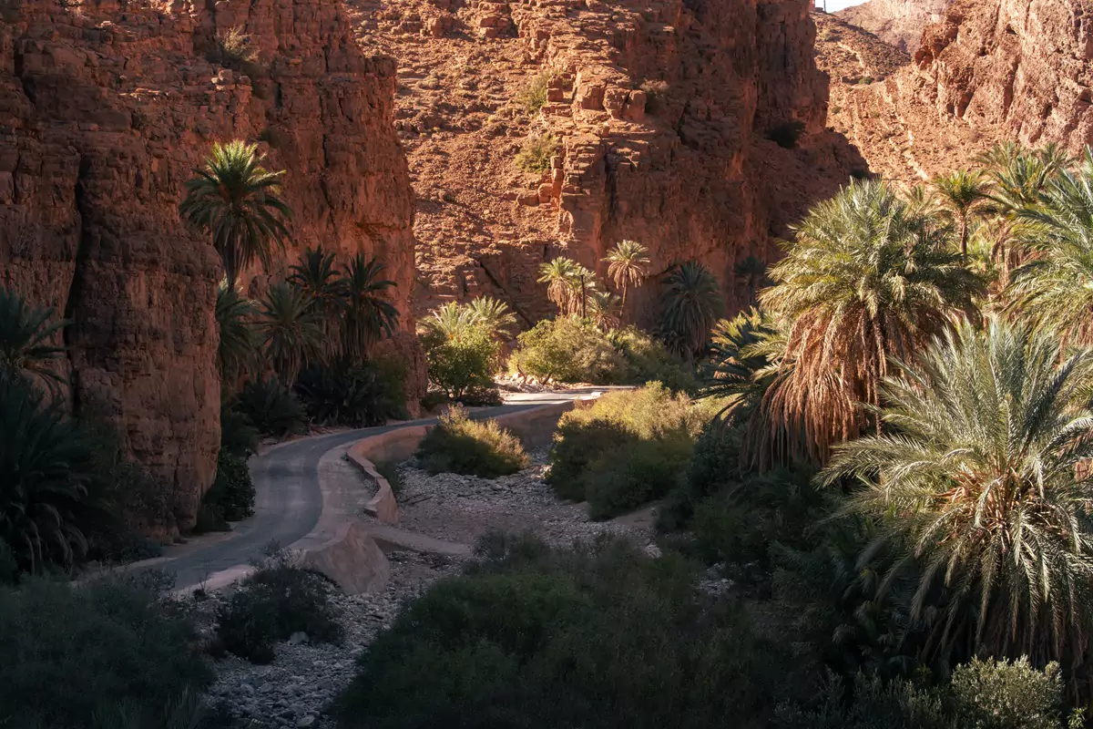 A paved grey road running adjacent to a steep red cliff and a forest of date palm trees.