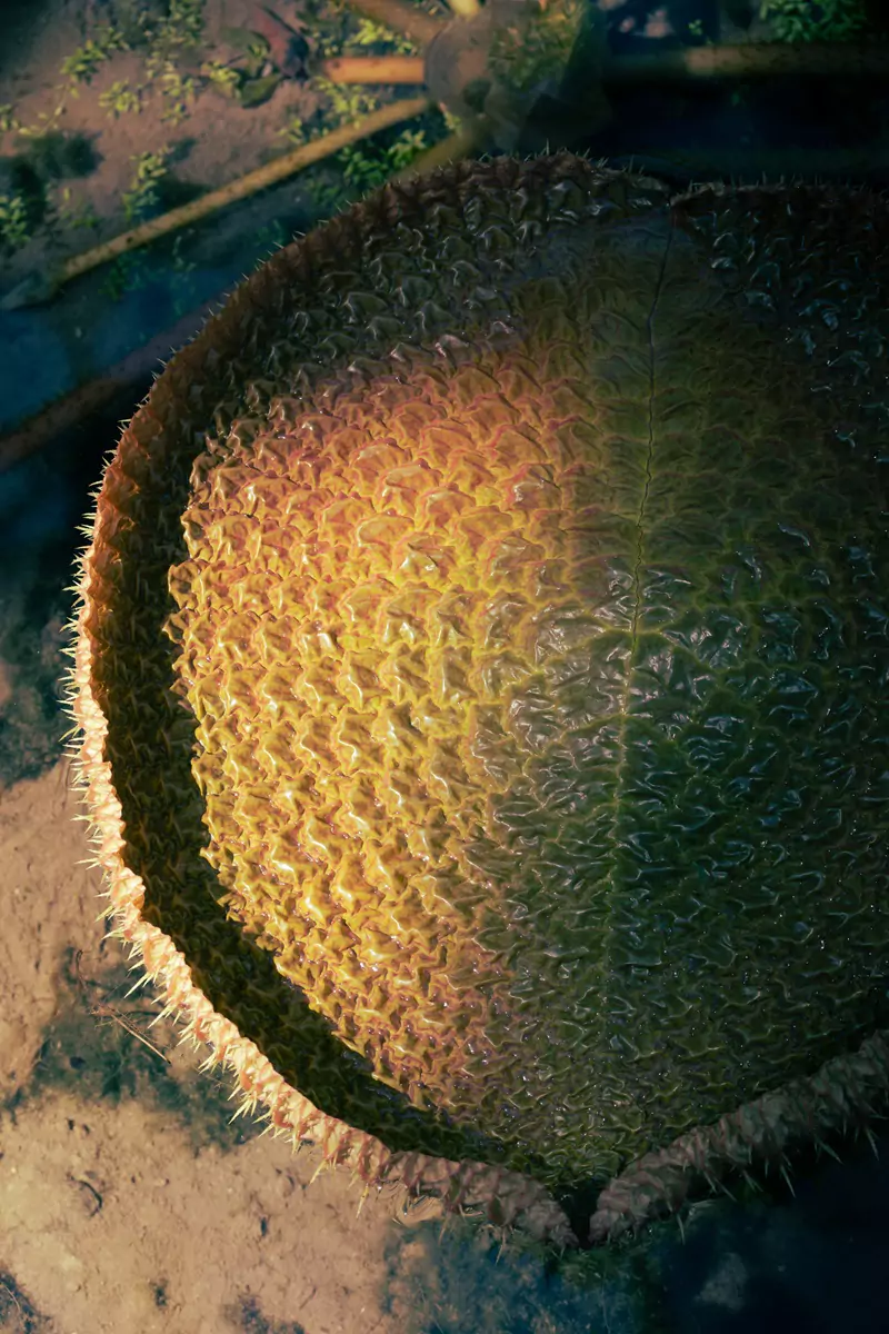 Sunlight shining on a giant lilypad in Kochi's Botanical Garden, Japan.