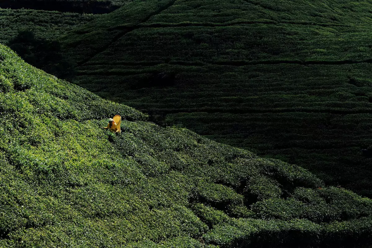 A tea picker wearing yellow with a yellow tea basket on their back, in a tea plantation in the hills near Ella, Sri Lanka.