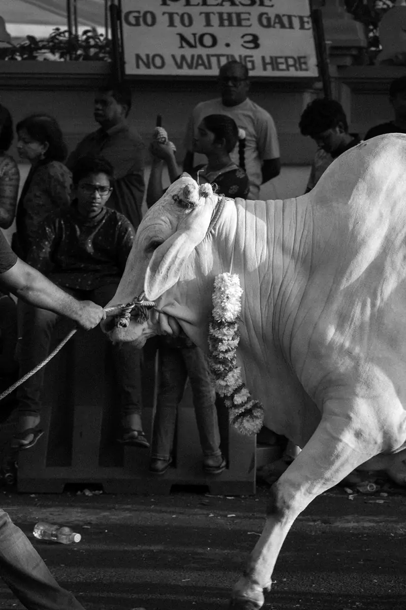 A white bull at Kuala Lumpur's Thaipusam festival at the Batu Caves.