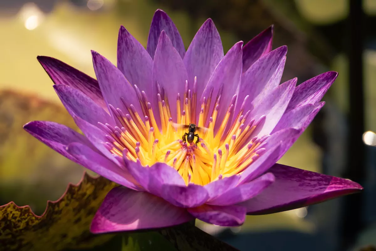 A bee landing on a purple and yellow water lily in the Penang Botanical Gardens in Malaysia.
