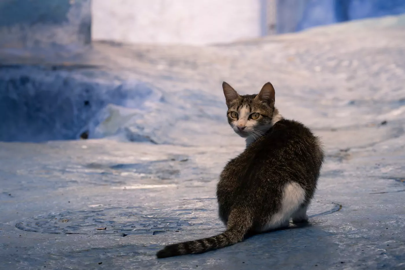 A cat looking over its shoulder in the blue painted city of Chefchaouen in Morocco.